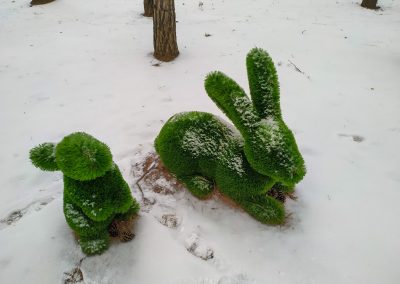 Зеленые скульптуры (Топиарии) в санатории Орджоникидзе в городе Кисловодске - фотография