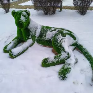 Зеленые скульптуры (Топиарии) в санатории Орджоникидзе в городе Кисловодске - фотография